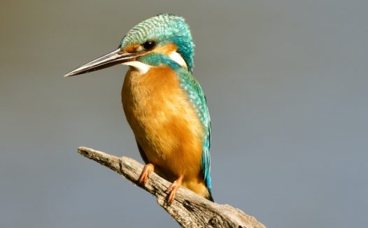 黄腹翠鸟野生飞禽摄影图片