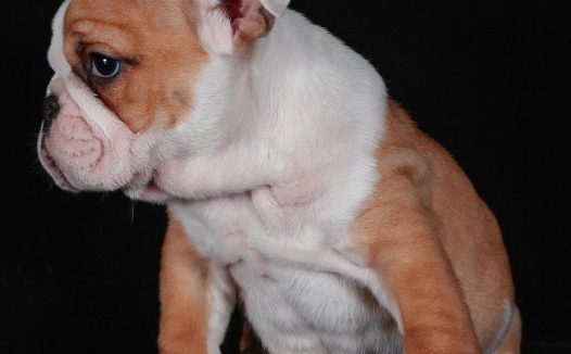 可爱小型斗牛犬图片