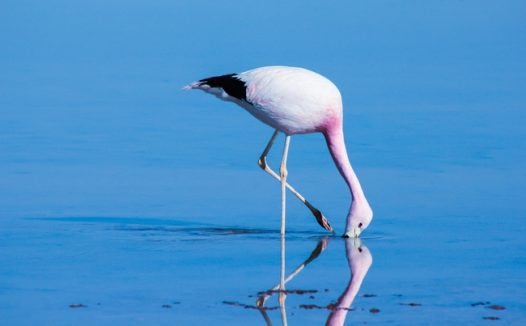 海边火烈鸟觅食图片