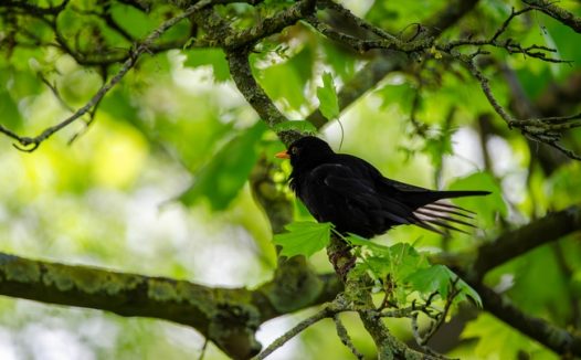 春天绿色树枝上的黑鸟图片
