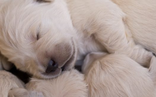 可爱金毛小狗狗图片