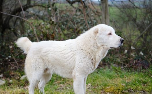 匈牙利白狗图片