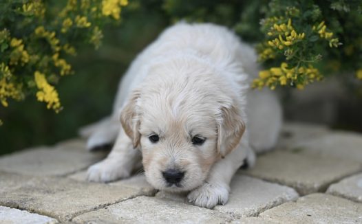 趴在地上的白色金毛猎犬图片