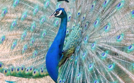 动物园绿色孔雀开屏图片