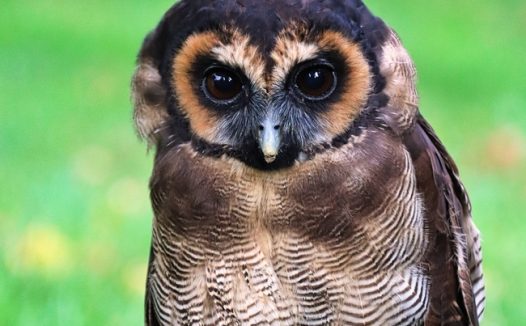 高清野生猫头鹰图片