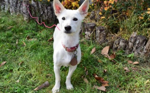 白色小萌狗图片