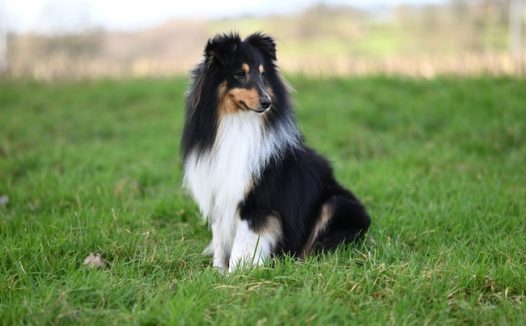 绿色草地边境牧羊犬坐在草地上图片