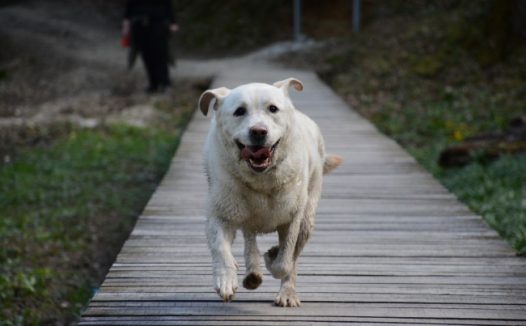 小拉布拉多狗狗图片