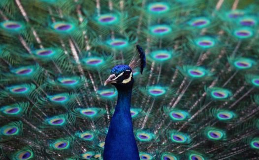 孔雀开屏高清图片