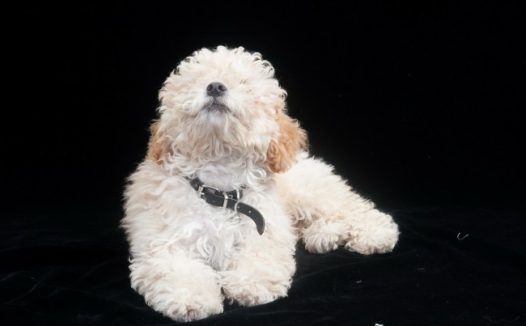 米白色贵宾犬图片