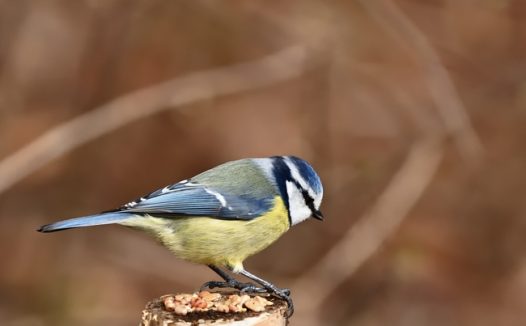 站在树桩上的黄腹山雀图片