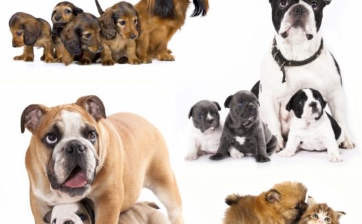 各种萌宠狗狗图片