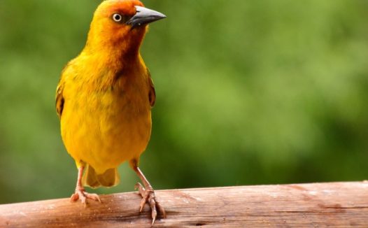 可爱黄色鸟图片