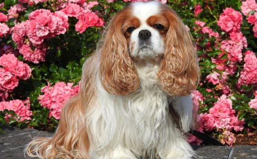 骑士查理王猎犬图片