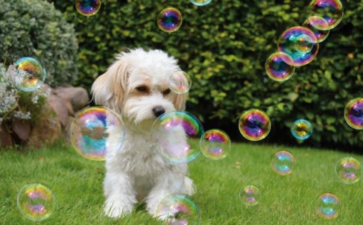 白色呆萌宠物狗图片