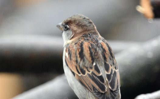 雨后站立在干枝上的麻雀图片