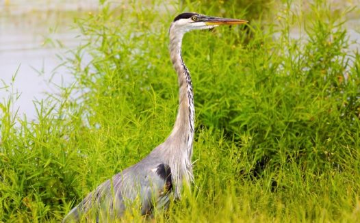 河边野生苍鹭摄影图片