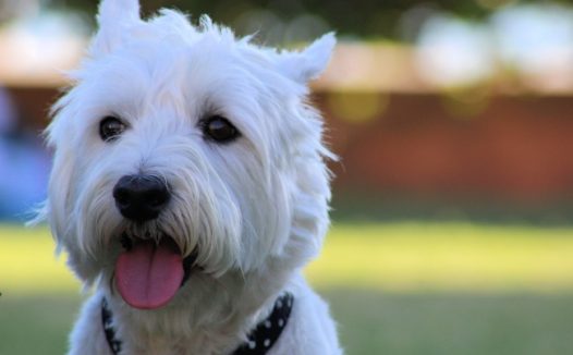 可爱白色宠物狗肖像图片