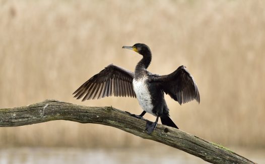 站在树干上的黑色鸬鹚图片
