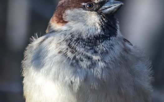 冬天站在树枝上的山麻雀摄影图片