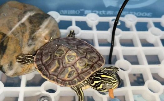 乌龟蒙眼了怎么办?分享个安全稳妥的处理方法