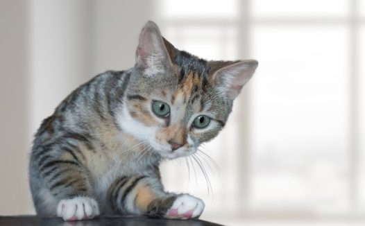 可爱萌宠狸花猫写真图片