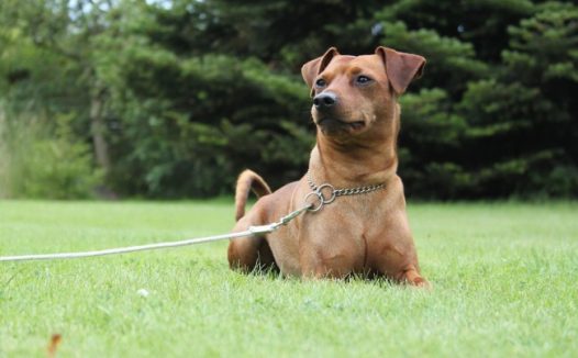 迷你杜宾犬图片