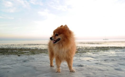 迷你博美犬图片