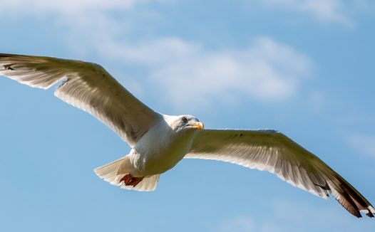 一只海鸥在天空中展翅飞翔图片