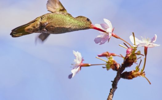 蜂鸟吸吮樱花蜜摄影图片