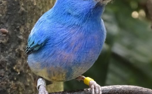 蓝色尖嘴鸟图片