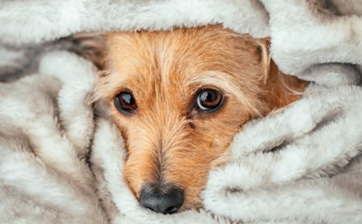 躲在毛绒被里的小狗图片