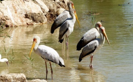 非洲野生鹈鹕图片