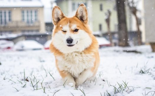 雪地里撒欢的威尔士柯基犬图片