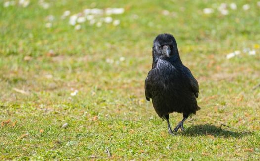 草地上行走的腐肉乌鸦图片