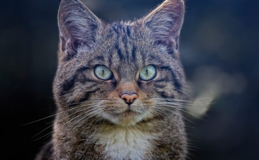 苏格兰野猫摄影图片