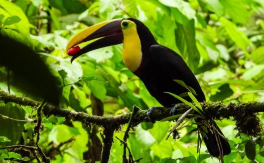 森林里一只巨嘴鸟图片