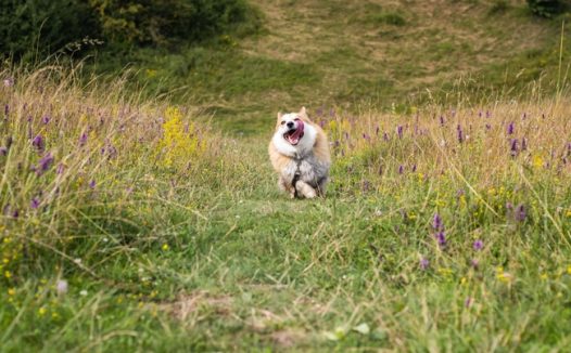 户外野草丛威尔士柯基犬狂奔图片