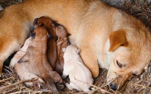 怎么判断狗狗奶水够不够