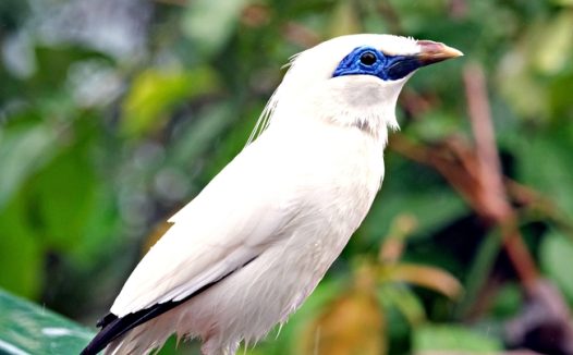 白色野生飞禽动物摄影图片
