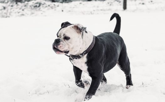 冬季雪地大陆斗牛犬图片