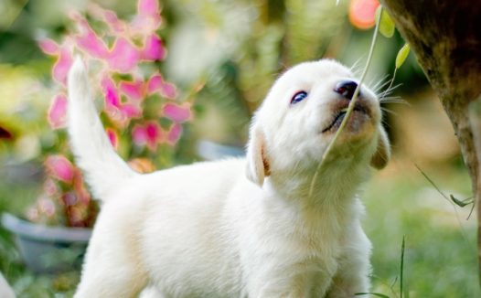 清新治愈系草地萌狗狗图片摄影