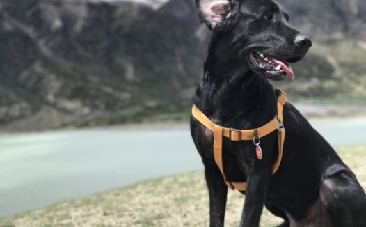 黑色萌犬拉布拉多图片