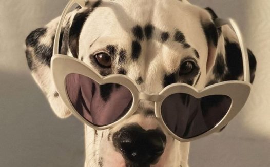 黑白斑点狗可爱写真图片