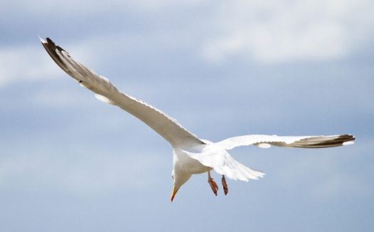 高空展翅高飞海鸥图片