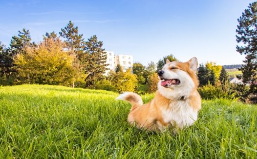 草地威尔士柯基犬可爱图片