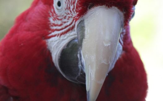 金刚鹦鹉特写图片