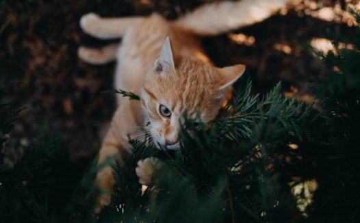 可爱橘色短毛猫图片