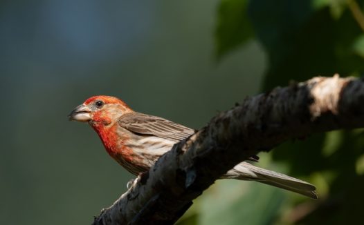 站在树枝上的野生家朱雀图片