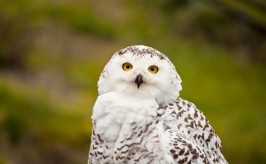 野生雪鸮猫头鹰图片